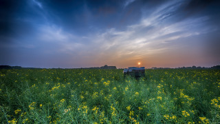 Truck field flower sunset nature - a field of flowers free wallpaper