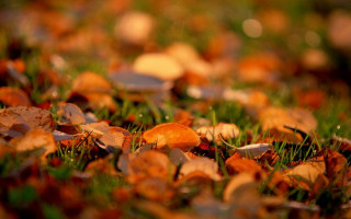 Leaves autumn blurry bokeh forest - andor basch free wallpaper