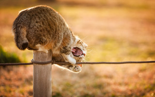 Cat fence post yawning orange - tongue free wallpaper