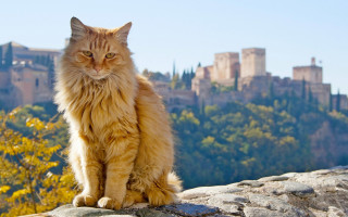 Cat rock castle autumn blue 2 - a rock free wallpaper