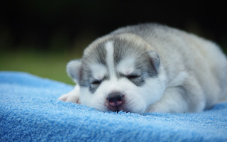 Puppy sleeping blue blanket outdoor - chang daichien free wallpaper