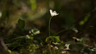 White flower grass nature macro - a single white flower free wallpaper