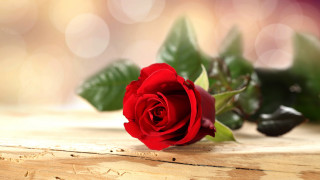 Red rose wooden table bokeh - a blurry background of leaves free wallpaper