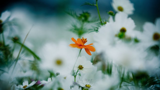 Close up flower background bokeh - the background and a blurry background of the flower free wallpaper