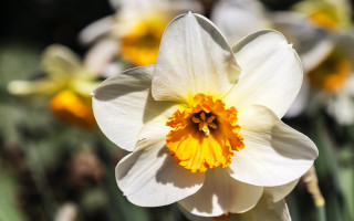 White yellow flower bokeh macro - other flower free wallpaper