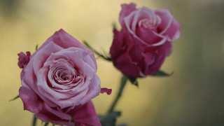 Pink roses vase macro blurry - two pink rose free wallpaper