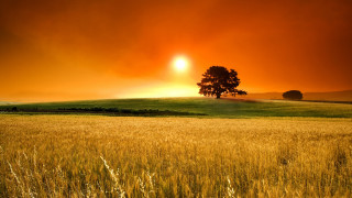 Sunset field tree orange sky - sunset time free wallpaper