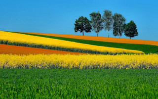 Flower field green grass trees - the distance free wallpaper