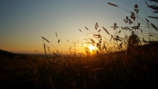 Sunset tallgrass silhouette lensflare utilitypole - a photo free wallpaper