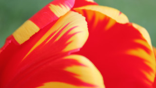Red yellow flower macro saturated - a green background in the background free wallpaper
