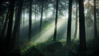 Bamboo forest sunlight light rays - sunlight free wallpaper