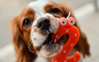 Dog smiling toy worm blurry - a toy free wallpaper