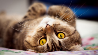 Black cat yellow eyes laying - eye free wallpaper