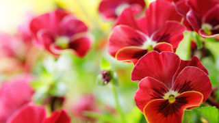 Red flower vase table bokeh - a vase free wallpaper