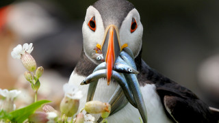 Bird fish flower blurry ecological - its beak free wallpaper