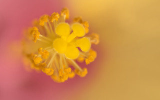 Flower yellow stamens pink background - benoit b. mandelbrot free wallpaper