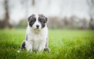 Puppy sad grass outdoors nature - his face free wallpaper