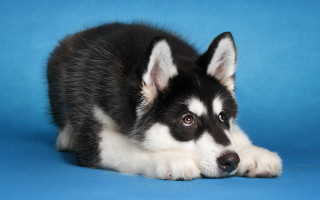 Black white dog blue background - his nose free wallpaper