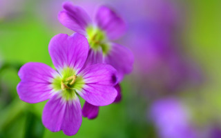 Purple flower macro bokeh leaves - betty merken free wallpaper