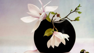 Black vase white flower pink - a pink ribbon free wallpaper