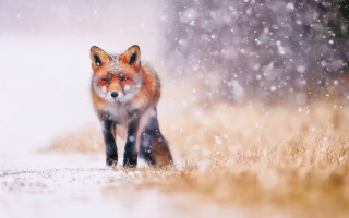 Red fox snowy woods night - a red fox free wallpaper