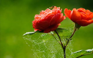 Red flowers dew spider web - two red flower free wallpaper