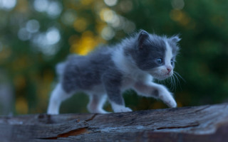 Small kitten woodland wooden plank - heroic free wallpaper