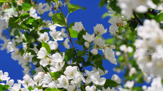 White flower tree blue sky 3 - against free wallpaper for desktop