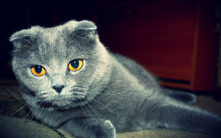 Grey cat yellow eyes curious - curious free wallpaper