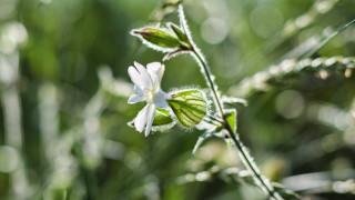 Flower fairy bokeh green leaves - soft free wallpaper