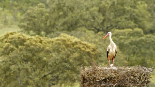 Stork hay field trees bushes - ecological art free wallpaper