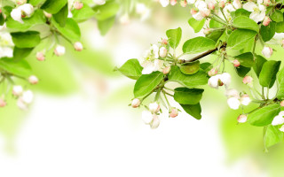 Branch white flowers green leaves 5 - a branch of a tree free wallpaper