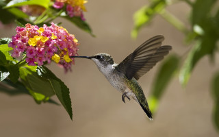 Hummingbird flower macro blurry motion - macro photography free wallpaper