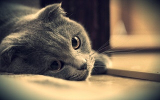 Sad cat floor photorealistic art - cute free wallpaper for desktop