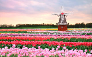 Windmill flowers sky clouds red - anne said free wallpaper