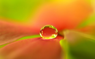 Water drop flower red green - ella guru free wallpaper
