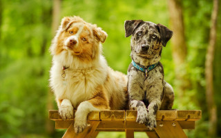 Dogs brown white black wooden - the other free wallpaper