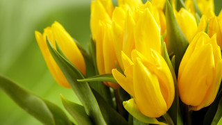 Yellow flower leaves macro blurry - the background and a blurry background free wallpaper