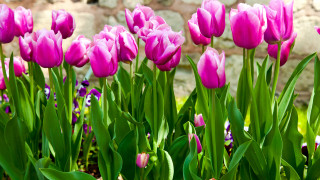 Pink flowers garden purple leaves - erin hanson free wallpaper
