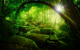 Lush green forest sunlight rocks - forest free wallpaper