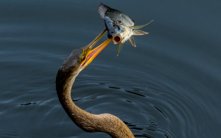 Seagull fish water boat horizon - its mouth free wallpaper