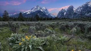 Flower field mountains sunset pink 5 - ansel adams free wallpaper