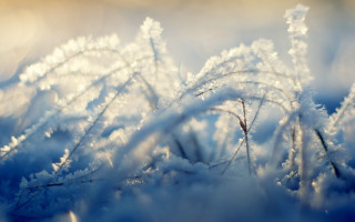 Snowy grass microscopic winter frost - a close up of a bunch free wallpaper