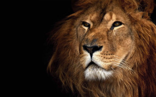 Lion closeup portrait animal photography - a black background behind free wallpaper for desktop