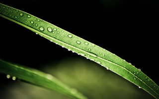 Green leaf water drops macro 36 - a green leaf free wallpaper