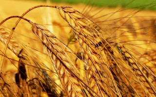 Wheat field autumn leaves fire - heavy free wallpaper
