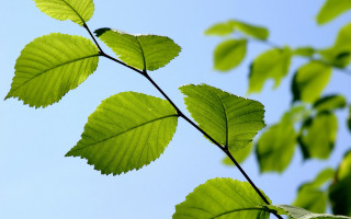 Branch leaves blue sky ecological - a branch free wallpaper for desktop
