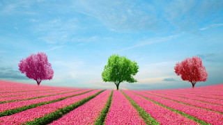 Three trees pink field blue - a field of flowers free wallpaper