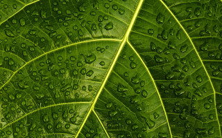 Green leaf water droplets macro 16 - high detail 4k free wallpaper
