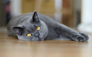 Gray cat yellow eyes curious 2 - boleslaw cybi free wallpaper